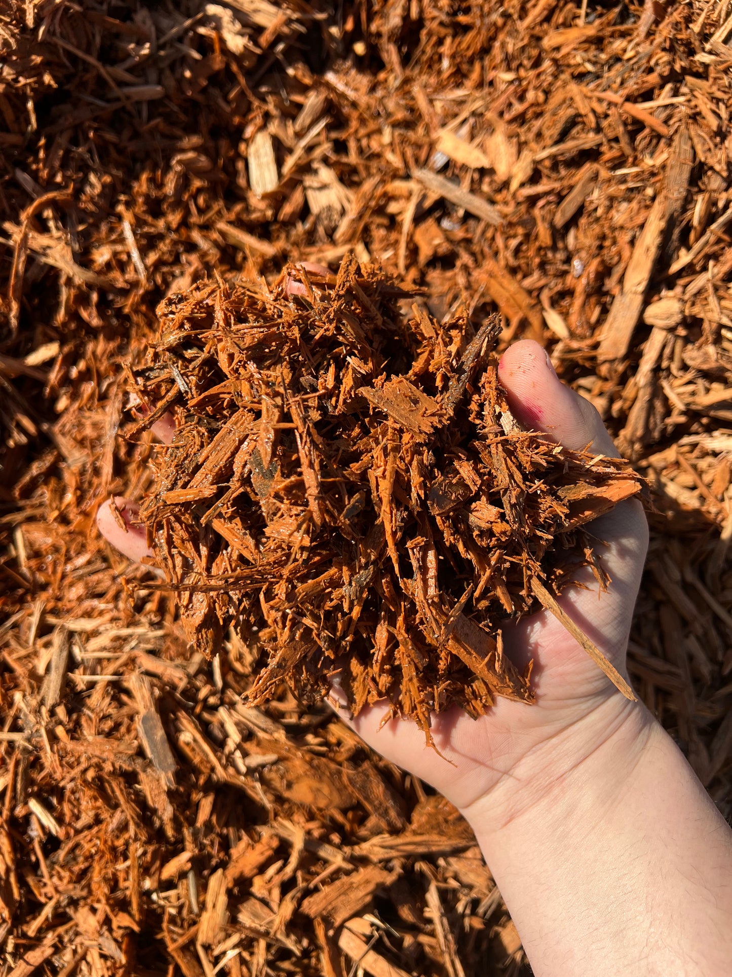 Gold Mulch